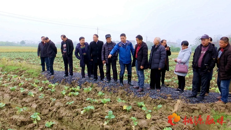 桃源縣舉行富硒油菜組裝配套高產(chǎn)栽培示范基地現(xiàn)場觀摩調研